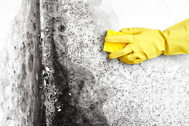 Best Attic Mold Removal  in Lansing, KS