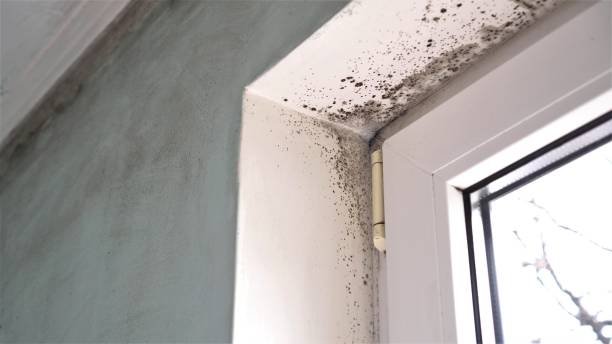 Best Crawl Space Mold Removal  in Lansing, KS