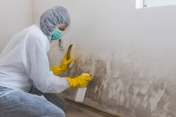 Mold Testing and Removal in Lansing, KS