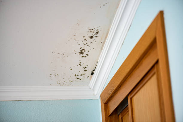Best Mold Removal Near Me  in Lansing, KS