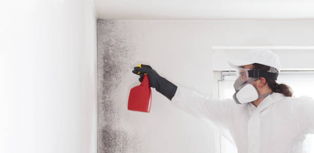 Best Mold Damage Repair  in Lansing, KS