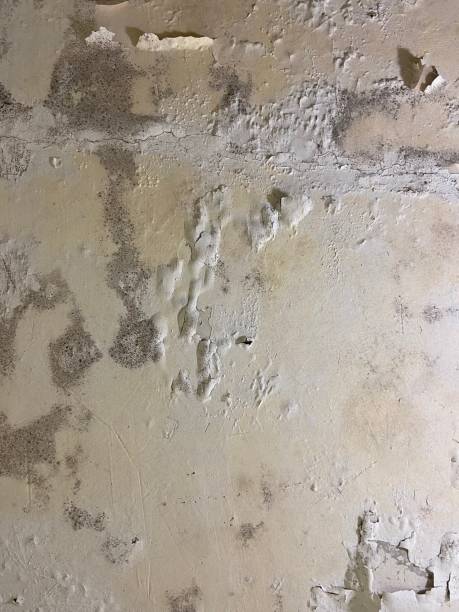 Best Residential Mold Removal  in Lansing, KS
