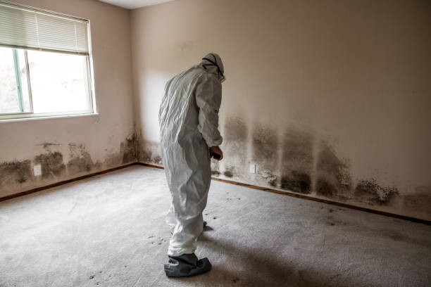 Best Local Mold Removal Service  in Lansing, KS