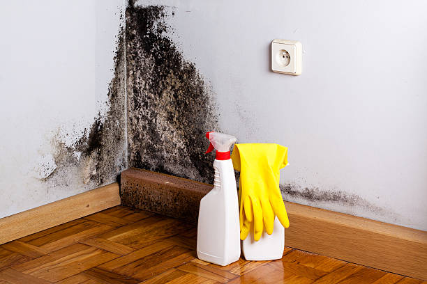 Best Residential Mold Removal  in Lansing, KS